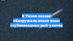 В Тихом океане обнаружили новые виды глубоководных рыб-улиток