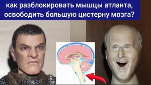 Шея и мозг: мышцы атланта зажимают большую цистерну мозга. Методы декомпрессии