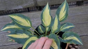 Обзор по хосте "Extasy"