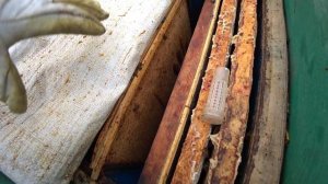 КАК СОХРАНИТЬ МАТКУ ИЗ МИНИ НУКЛЕУСА ДО ВЕСНЫ, СДЕЛАВ ?