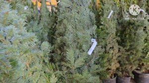 VLOG ЕДЕМ ЗА ЖИВОЙ ЕЛКОЙ #vlogvideo #vlog #новогодняяелка #cafe #до