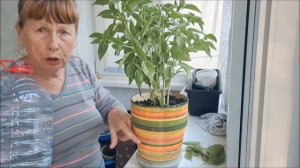 НЕ ВЫБРАСЫВАЙТЕ БАЗИЛИК ПЕРЕСАДИТЕ БАЗИЛИК В ГОРШОК ?