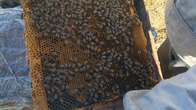 Весенние работы на пасеке)) смотреть онлайн