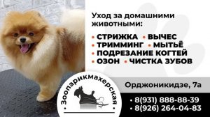 ТРАНСМЕДИА - Зоопарикмахерская
