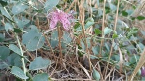 Каперси , чем полезены каперсы, каперсы польза, вред  и