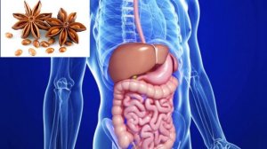 Бадьян или Анис звездчатый  Применение  Дозы  Противоп