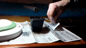 Про табак. Часть 1. Посев семян табака. Керчь 2017