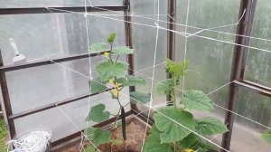 Огурцы сорт Восточный экспресс! Ранний урожай огурцов