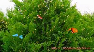 Туя складчатая Корник III (thuja plicata kórnik iii) 🌿 обзор: как с