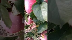 яблоня сорт Фуджион ( Fujion )