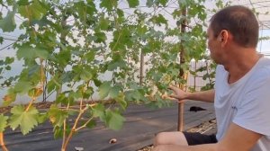 Жирующие побеги винограда. Меры борьбы с жирующими по?