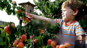 Топ-7 сортов абрикосов для северных регионов