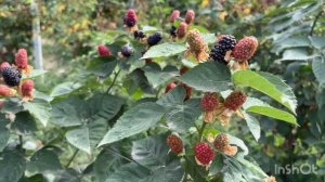 Ежевика Блэк Джем ( Black Gem). Первый год плодоношения.