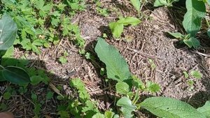 Яблоня Уральское розовое