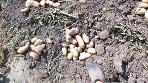 Прекрасный урожай картофеля сорта Варяг (суперэлита)