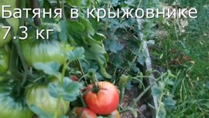 Выбор сортов томатов. Как нас обманывают.