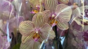 Орхидеи в Оби.