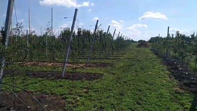 Бетонные столбы для яблонь смотреть онлайн