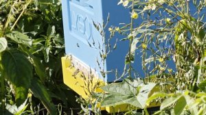 2025-09-09 Пчёлы. Карника. Семья 2. Короткое видео.