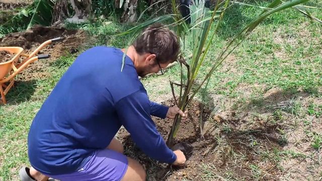 Сажаем кокосы | Делаем забор для коровы | Жизнь с филип? смотреть онлайн