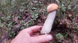 Белые грибы пошли массово. Этот лес усеян грибами. Наш?