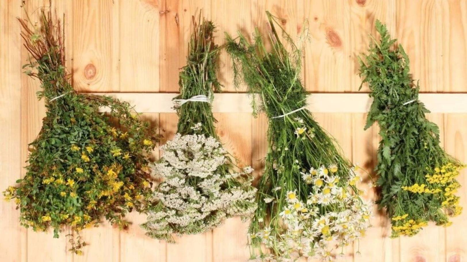 Познавательная беседа «Лекарственные чайные травы, красота и польза» смотреть онлайн