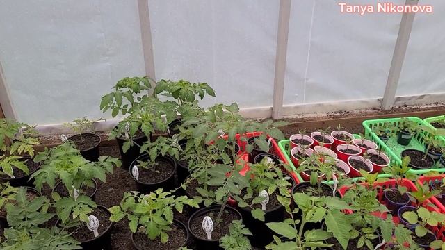 Высадка рассады томатов в теплицу. смотреть онлайн