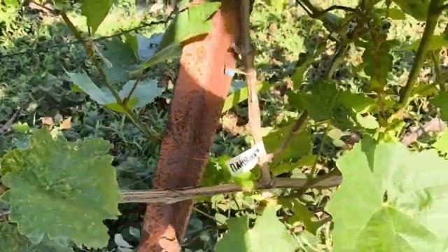 Виноград НОВИНКИ - обзор прививок этого года. Часть 2. смотреть онлайн