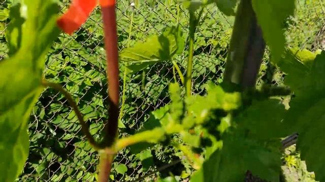 31. Клубника начинает цвести, виноград подрос. смотреть онлайн