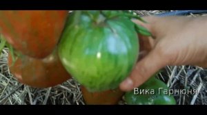 томат Беркли Тай Дай Хаат