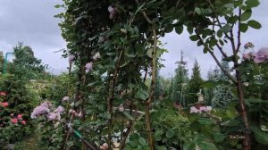 Роза Новалис зацвела на базальных побегах этого года,