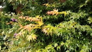 Клен веерный (Acer palmatum)