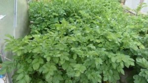 Выращивание картофеля из ростков.