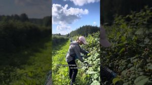 Первый день сбора малины. Финляндия 2025