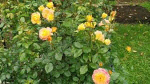 Rose Gartenspaß,  роза Гартеншпас   - мое сокровище