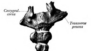 Копчик (Анатомия)