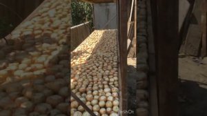 Лук на перо на стеллаже 🧅 наши ошибки ✌️