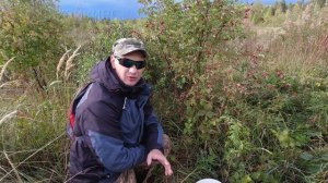 Сбор шиповника в сентябре