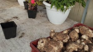 Как Правильно Выкапывать И Хранить Каллы