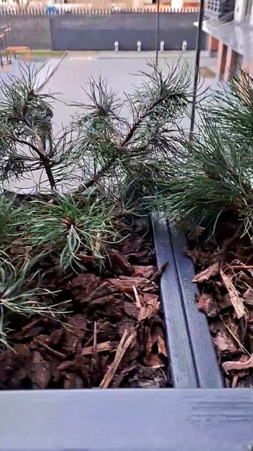 Терраса после зимы 🌿🌿🌿 смотреть онлайн