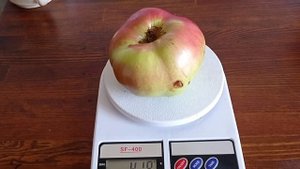 Сорт яблони Джумбо Помм,в экстремальных условиях!