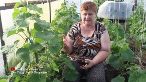 ВЫБИРАЙТЕ ПРАВИЛЬНЫЕ ОГУРЦЫ ДЛЯ ТЕПЛИЦЫ  И БУДЕТЕ УРО?