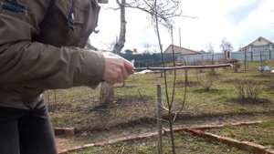 .Весенняя прививка черенком.