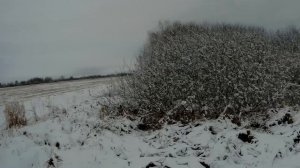 ОХОТА НА ЗАЙЦА ПО ПЕРВОМУ СНЕГУ, след есть - добудем ли