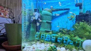 Улитки Неретины все умерли на 3 день меняю воду в аквариуме.