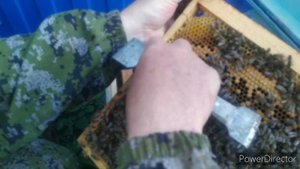 Подсадка неплодной матки в отводок