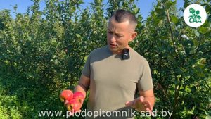 Яблоня КРАСА СВЕРДЛОВСКА. Морозоустойчивый сорт, кото