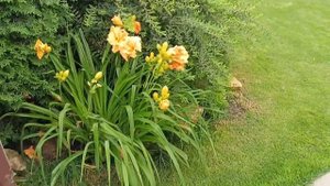 Обзор Малоуходного Сада на 4,5 сотках // Растения + Газон