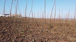 ОРЕХОВЫЙ ПИТОМНИК. Поле после уборки саженцев,  состоя