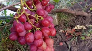 Виноград Дашуня 27.08.23. Белгород